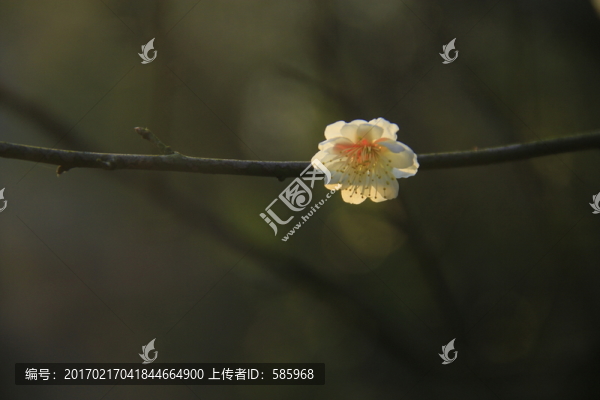 白梅梅花