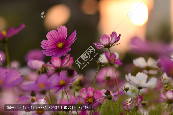 格?；?秋英