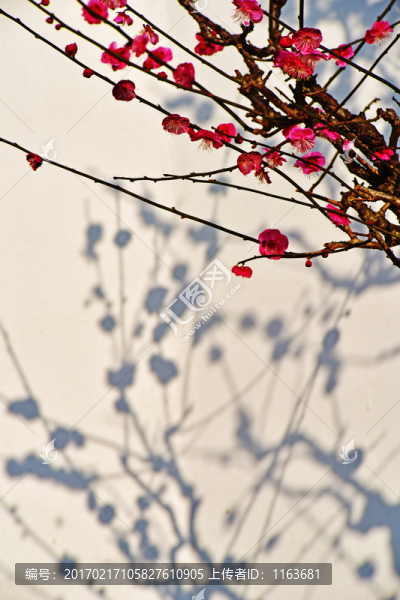 梅花
