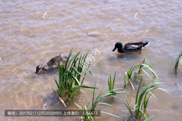野鴨