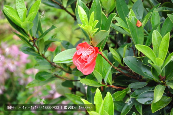 茶花