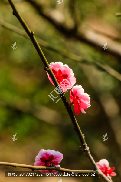 白色梅花,春天白梅綻放,梅花