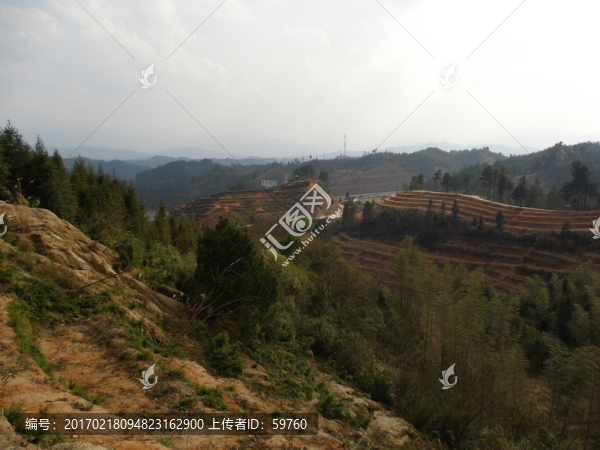 茶園風(fēng)景