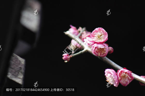 紅梅花兒開(kāi)