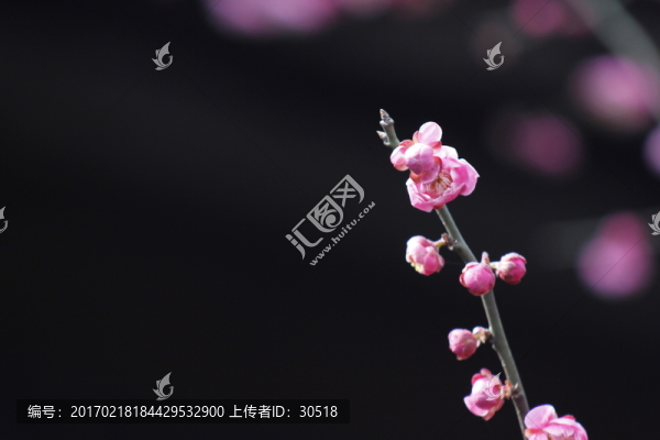 紅梅花兒開