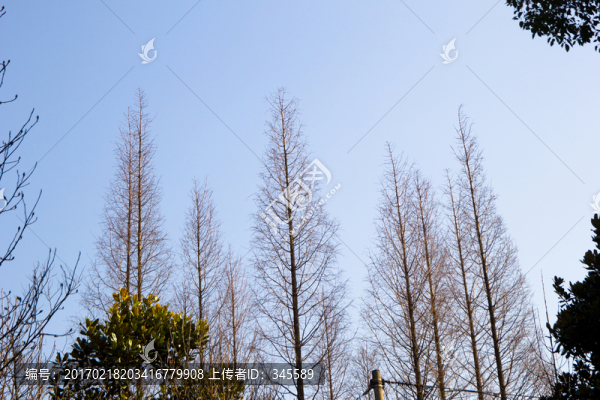 樹(shù)枝