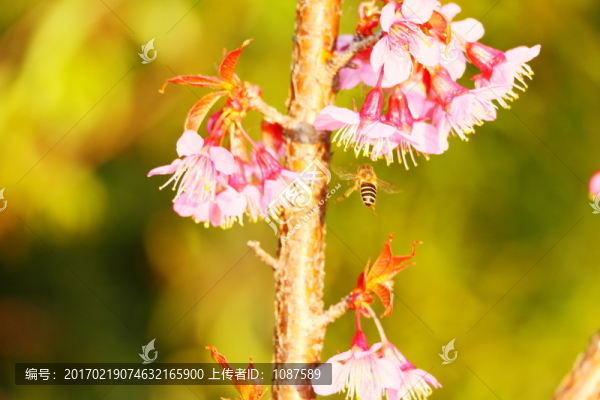 山櫻花