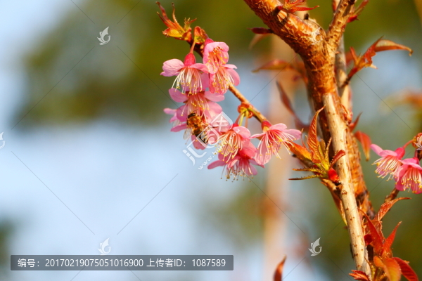 山櫻花