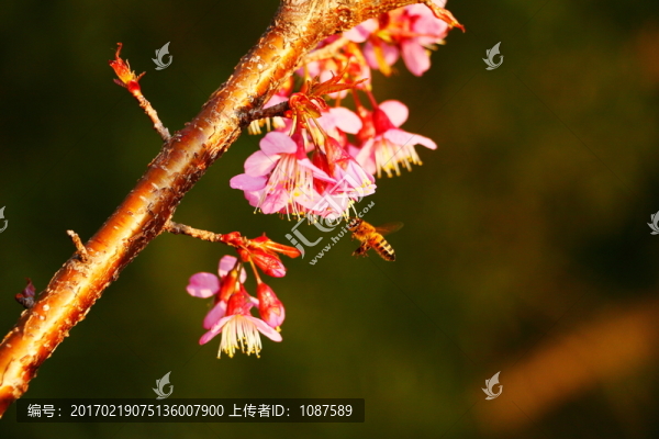 山櫻花