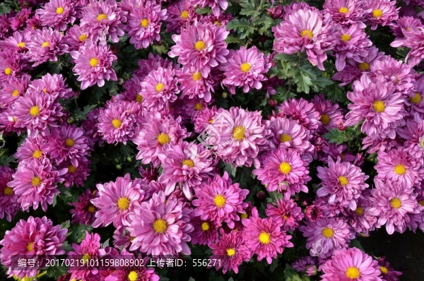 粉菊花