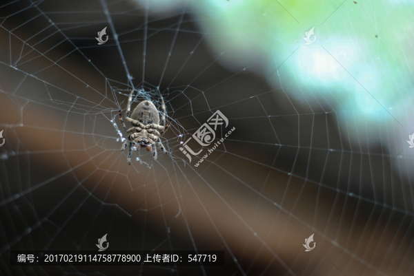 蜘蛛