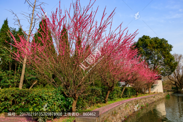 二月梅花