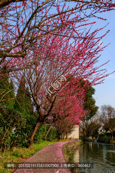 公園梅花樹(shù)
