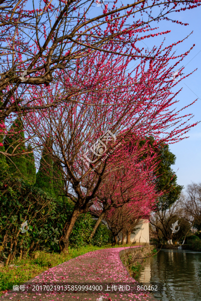 公園梅花樹,公園梅花,梅花樹