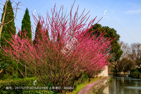 梅花樹
