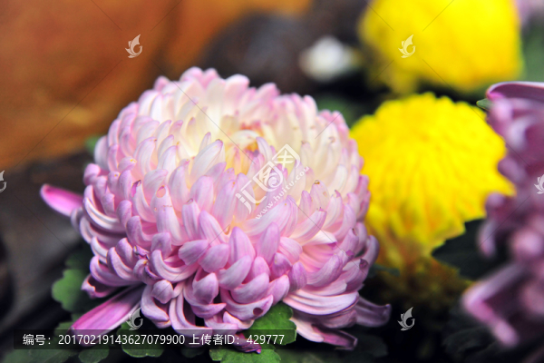 菊花盆景,,菊花