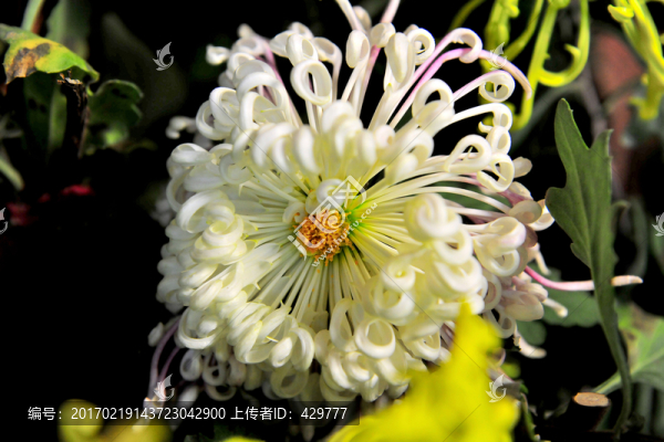 秋菊