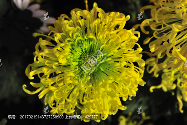 菊花