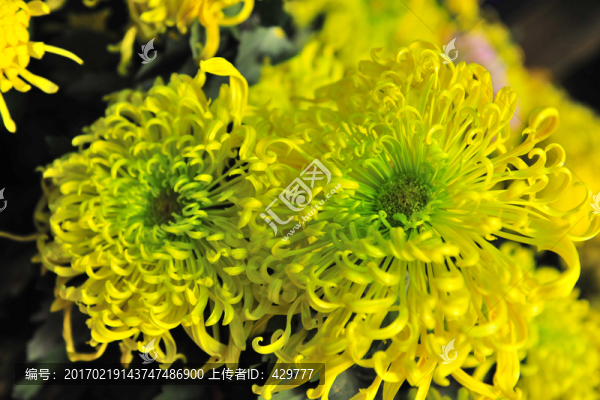 金絲菊