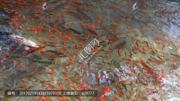 金魚養(yǎng)殖,魚塘