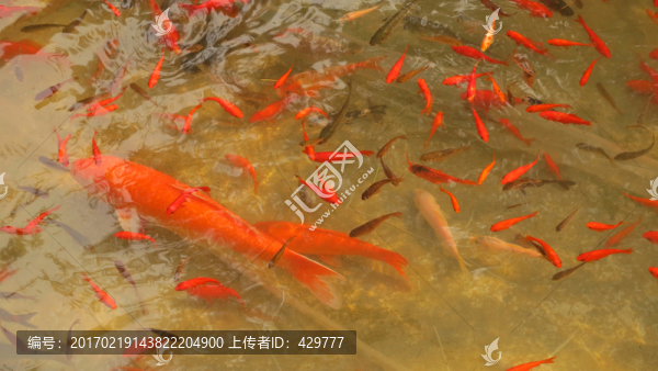 魚苗,魚塘
