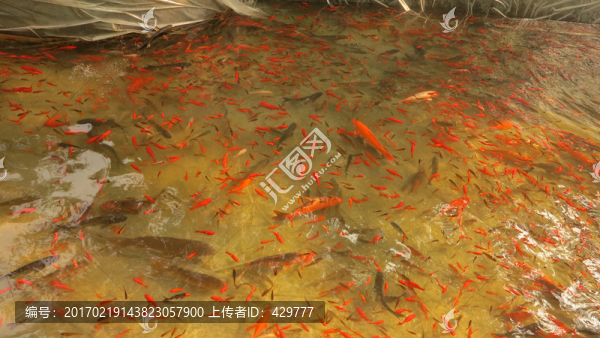 魚(yú)池,金魚(yú)