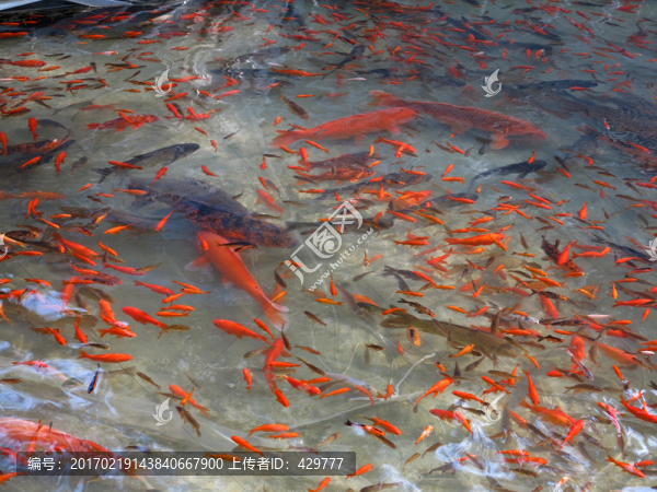 魚塘金魚