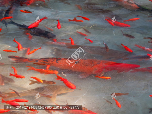 金魚