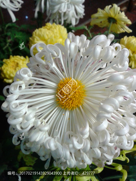 菊花