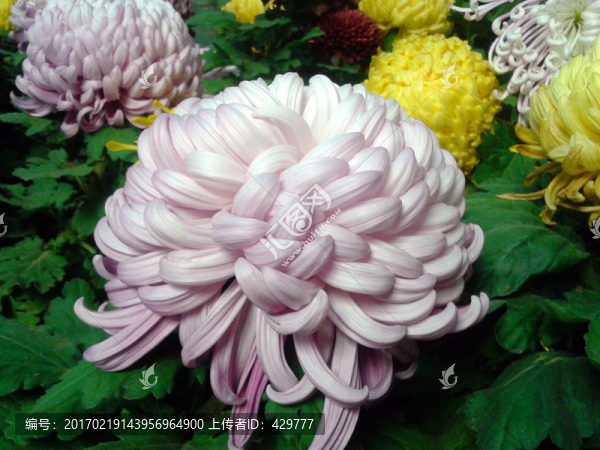 菊花