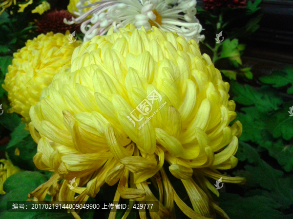 菊花