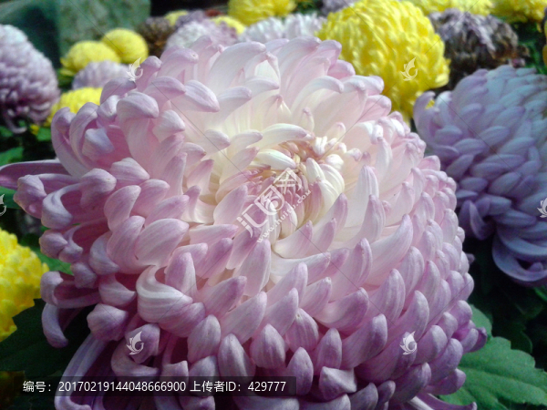 菊