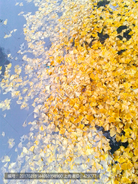 銀杏葉,落葉