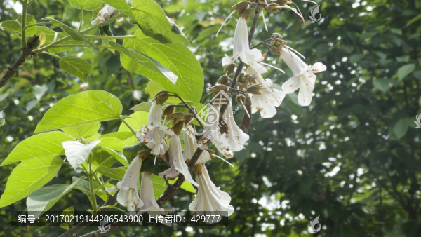 梧桐花,梧桐樹