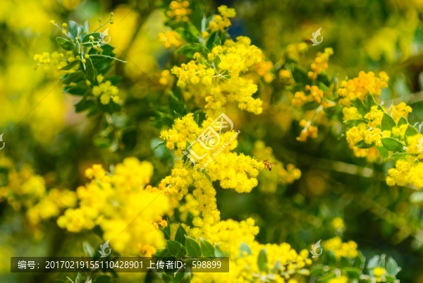 花團(tuán)錦簇