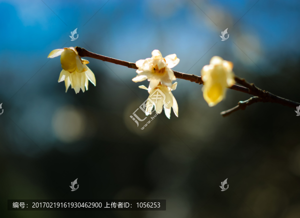 臘梅
