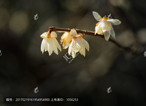 臘梅
