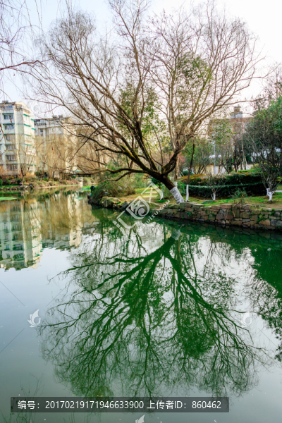 公園水中樹影,水面樹影,樹木