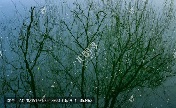 枯樹水面倒影,河水樹林光影