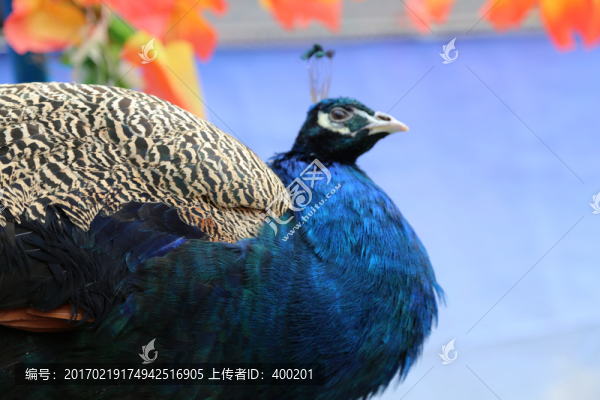 藍孔雀