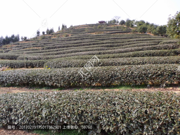 仰望茶山