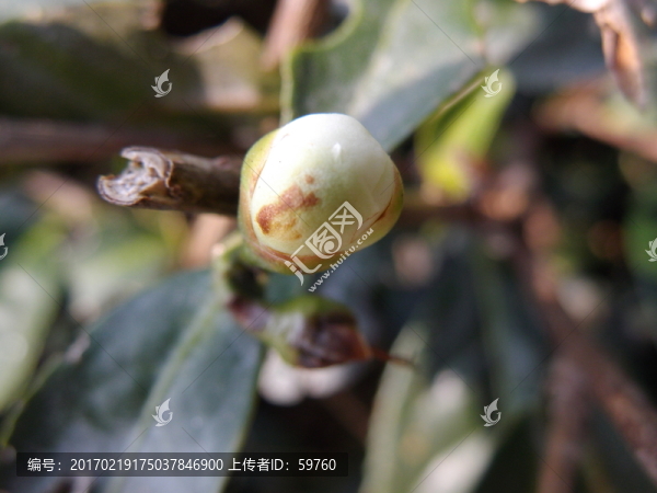 茶樹(shù)花苞