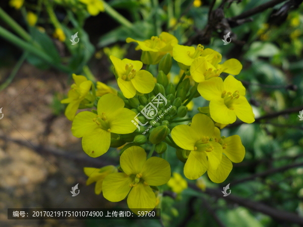 菜花