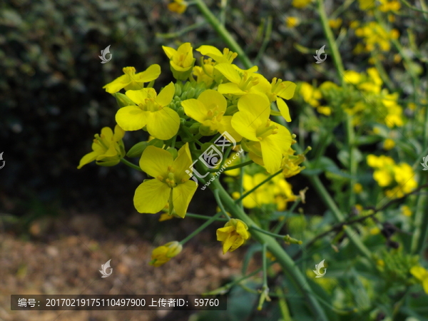 菜花