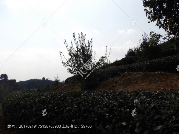 茶園風(fēng)景
