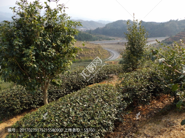 茶園小景