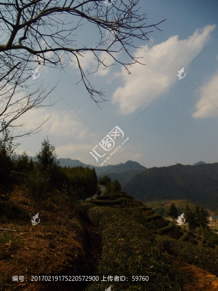 茶園一角風(fēng)景