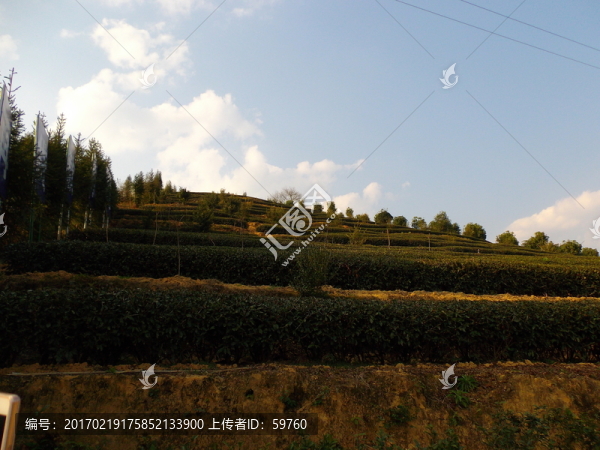 仰望茶山