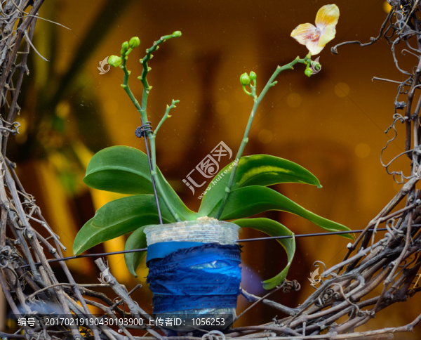 蘭花