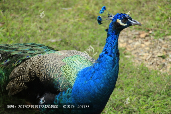 綠孔雀